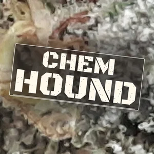 Chem Hound Cannabis Strain