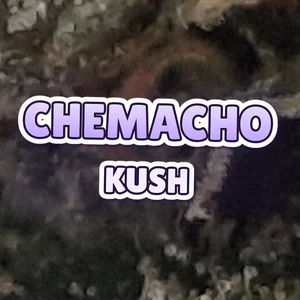 Chemacho Kush Cannabis Strain