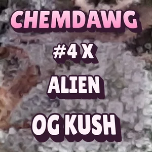 Chemdawg #4 x Alien OG Kush Cannabis Strain