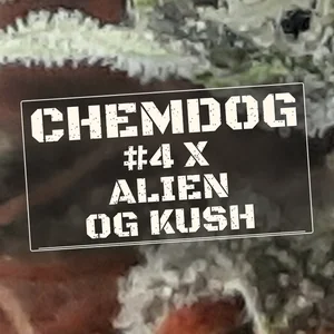 Chemdog #4 x Alien OG Kush Cannabis Strain