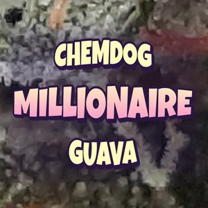 Chemdog Millionaire Guava Cannabis Strain