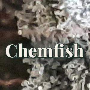Chemfish Cannabis Strain