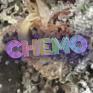 Chemo Cannabis Strain