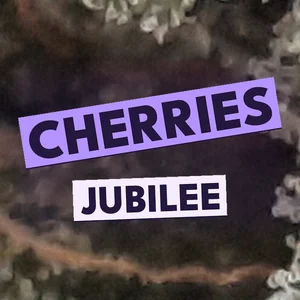Cherries Jubilee Cannabis Strain