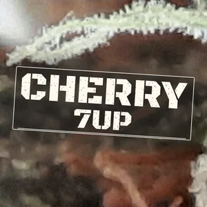 Cherry 7Up Cannabis Strain