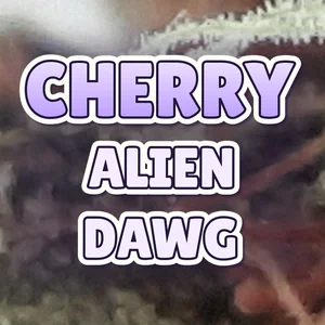 Cherry Alien Dawg Cannabis Strain