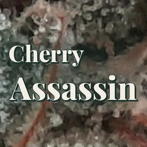 Cherry Assassin Cannabis Strain