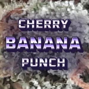 Cherry Banana Punch Cannabis Strain