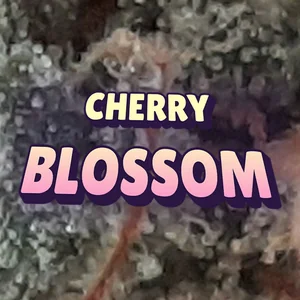 Cherry Blossom Cannabis Strain