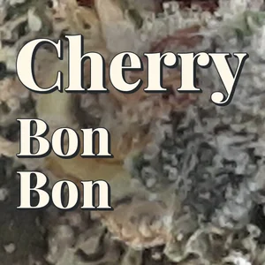 Cherry Bon Bon Cannabis Strain
