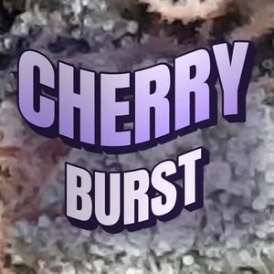 Cherry Burst Cannabis Strain