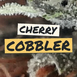 Cherry Cobbler Cannabis Strain