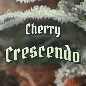 Cherry Crescendo Cannabis Strain