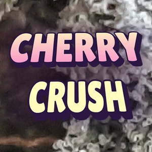 Cherry Crush Cannabis Strain