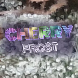 Cherry Frost Cannabis Strain