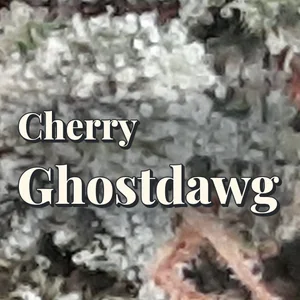 Cherry Ghostdawg Cannabis Strain
