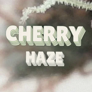 Cherry Haze Cannabis Strain