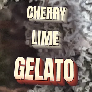 Cherry Lime Gelato Cannabis Strain