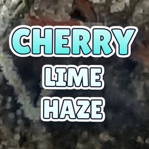 Cherry Lime Haze Cannabis Strain