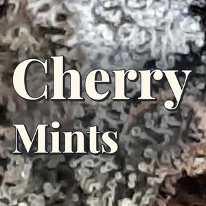 Cherry Mints Cannabis Strain