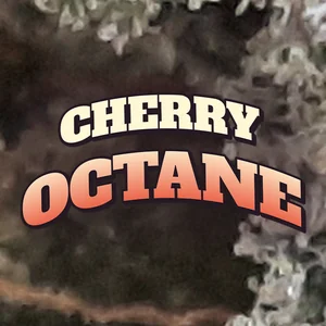 Cherry Octane Cannabis Strain