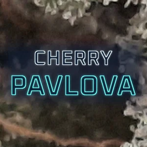 Cherry Pavlova Cannabis Strain