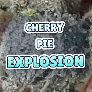Cherry Pie Explosion Cannabis Strain