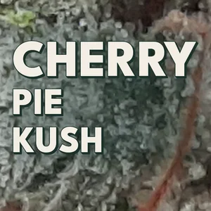 Cherry Pie Kush Cannabis Strain