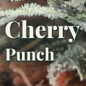 Cherry Punch Cannabis Strain
