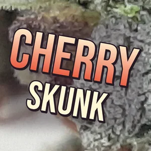Cherry Skunk Cannabis Strain