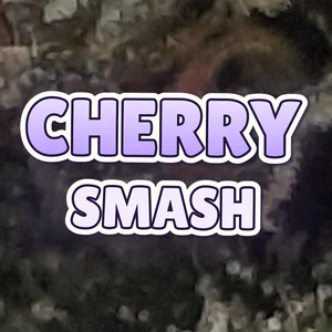 Cherry Smash Cannabis Strain