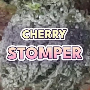 Cherry Stomper Cannabis Strain