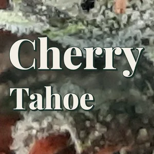 Cherry Tahoe Cannabis Strain