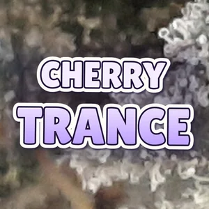 Cherry Trance Cannabis Strain