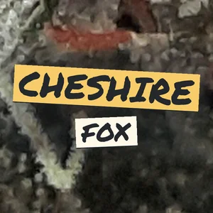 Cheshire Fox Cannabis Strain