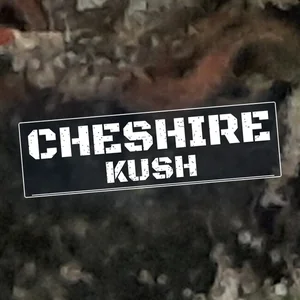 Cheshire Kush Cannabis Strain