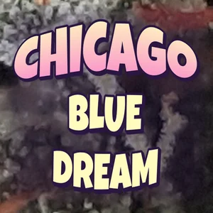 Chicago Blue Dream Cannabis Strain