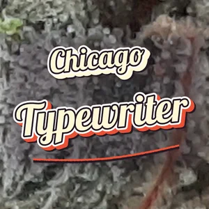 Chicago Typewriter Cannabis Strain