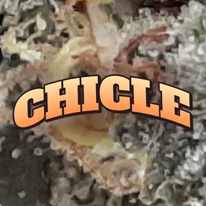 Chicle Cannabis Strain