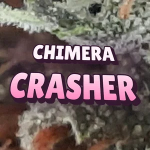 Chimera Crasher Cannabis Strain