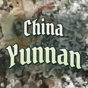China Yunnan Cannabis Strain