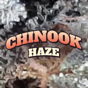 Chinook Haze Cannabis Strain