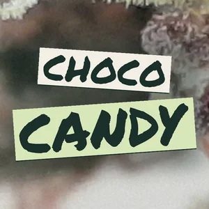 Choco Candy Cannabis Strain