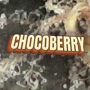 Chocoberry Cannabis Strain