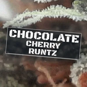 Chocolate Cherry Runtz Cannabis Strain