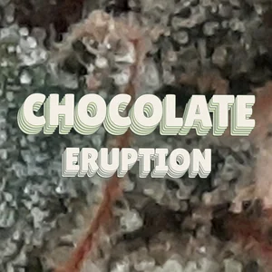 Chocolate Eruption Cannabis Strain