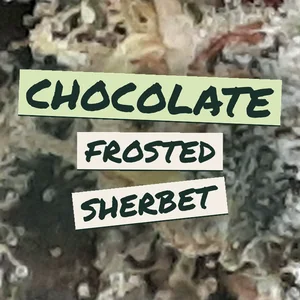 Chocolate Frosted Sherbet Cannabis Strain