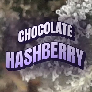 Chocolate Hashberry Cannabis Strain
