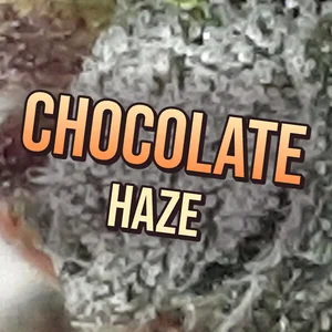 Chocolate Haze Cannabis Strain