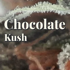 Chocolate Kush Cannabis Strain
